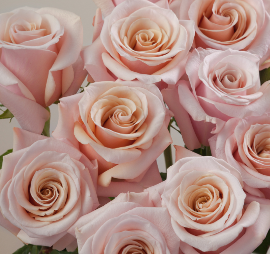 Mother of Pearl, 60cm, 25 Stems, AZAYA GARDENS