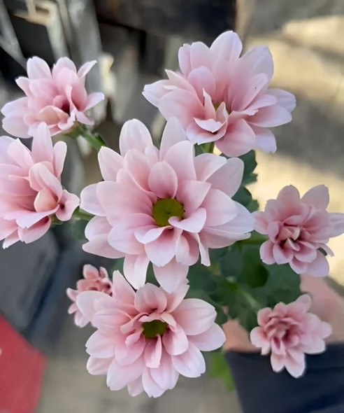 Babe Pink, 75cm, 5 Stems, QUIK FARMS