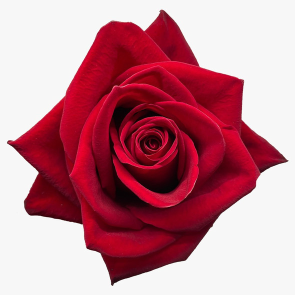 Freedom, 50cm, 25 Stems, AZAYA GARDENS Freedom, 50cm, 25 Stems, AZAYA GARDENS