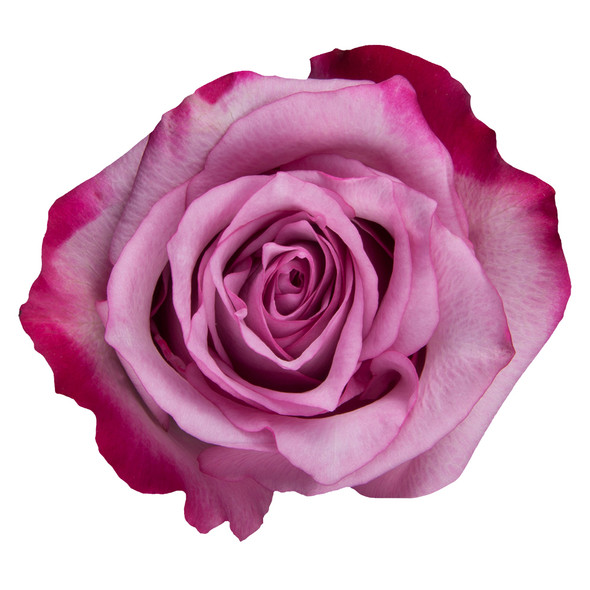 Deep Purple, 50cm, 25 Stems, AZAYA GARDENS Deep Purple, 50cm, 25 Stems, AZAYA GARDENS