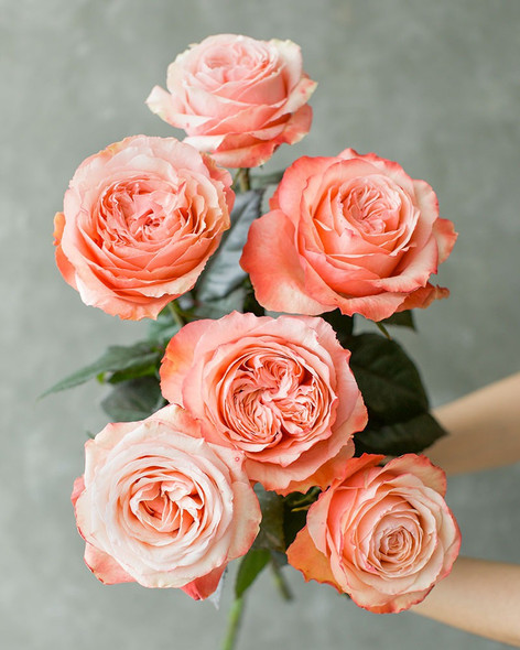 Kahala, 60cm, 25 Stems, AZAYA GARDENS