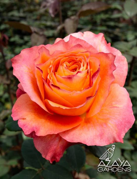 Free Spirit, 50cm, 25 Stems, AZAYA GARDENS (SKU: 133-44-506) Free Spirit, 50cm, 25 Stems, AZAYA GARDENS (SKU: 133-44-506)