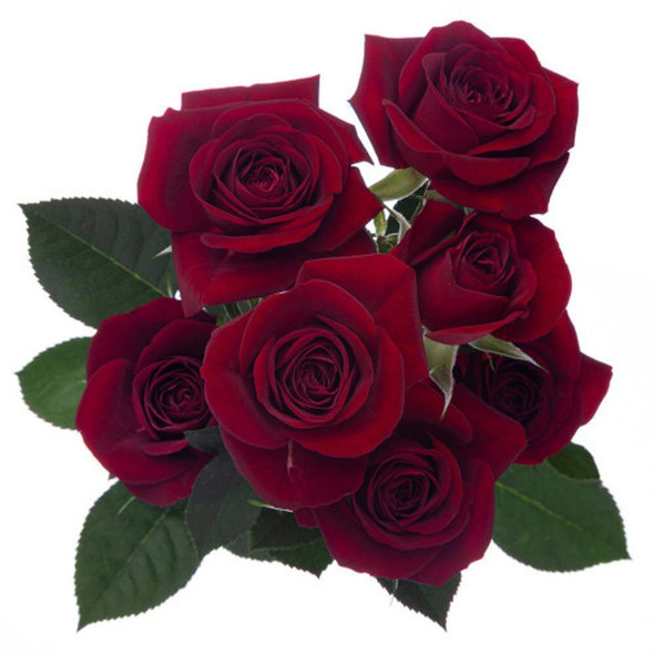 Rubicon, 50cm, 10 Stems, PIER ROSES Rubicon, 50cm, 10 Stems, PIER ROSES