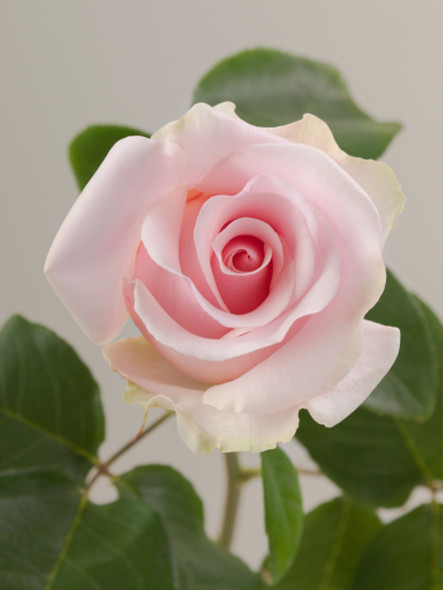 Titanic, 50cm, 25 Stems, ROSAPRIMA CIA. LTDA.