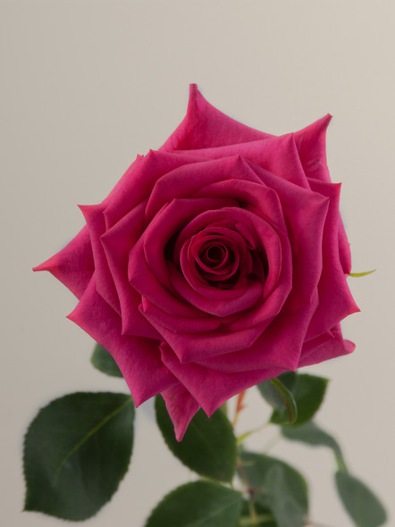 Hot Paris, 50cm, 25 Stems, ROSAPRIMA CIA. LTDA. Hot Paris, 50cm, 25 Stems, ROSAPRIMA CIA. LTDA.