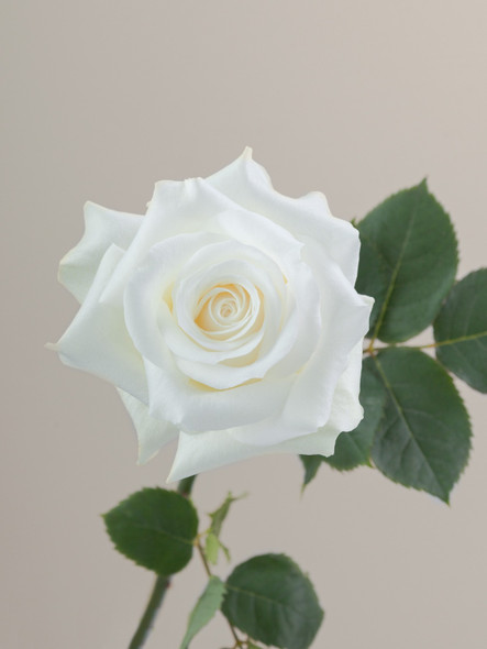 Akito, 40cm, 25 Stems, ROSAPRIMA CIA. LTDA. Akito, 40cm, 25 Stems, ROSAPRIMA CIA. LTDA.