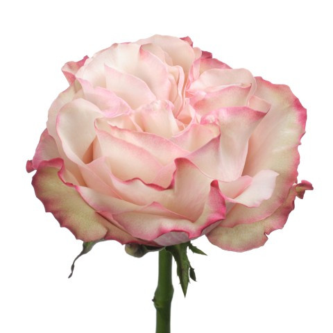 Country Candy, 60cm, 25 Stems, AZAYA GARDENS