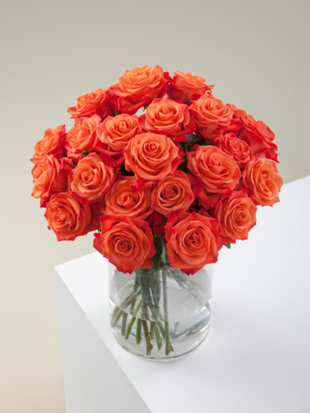Orange Crush, 50cm, 25 Stems, ROSAPRIMA CIA. LTDA. (SKU: 514-44-217)