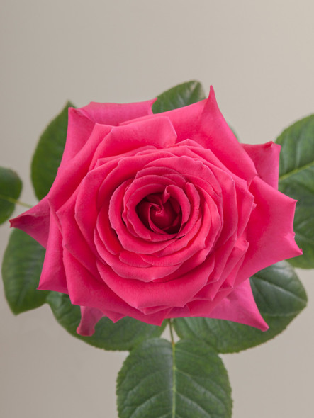 Fullmonty, 60cm, 25 Stems, ROSAPRIMA CIA. LTDA.