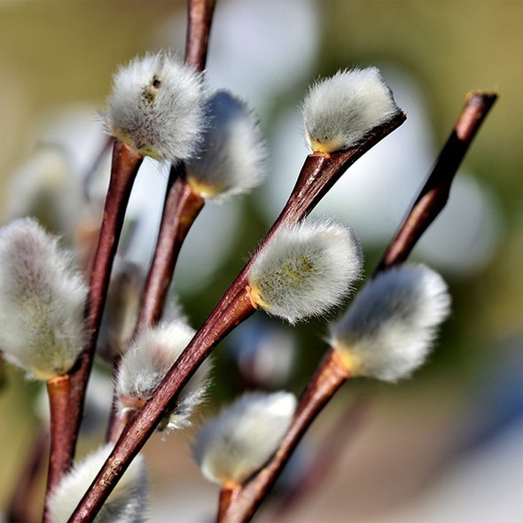 Pussy Willow--, 90cm, 10 Stems, FLORAL CONTINENTAL GREENS