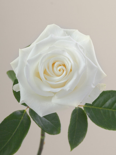 Tibet, 50cm, 25 Stems, ROSAPRIMA CIA. LTDA. (SKU: 193-44-217)