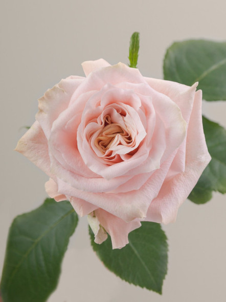 Shimmer, 50cm, 25 Stems, ROSAPRIMA CIA. LTDA.