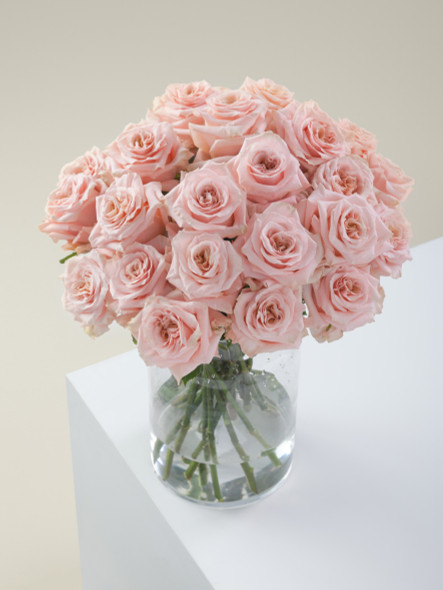 Shimmer, 50cm, 25 Stems, ROSAPRIMA CIA. LTDA.