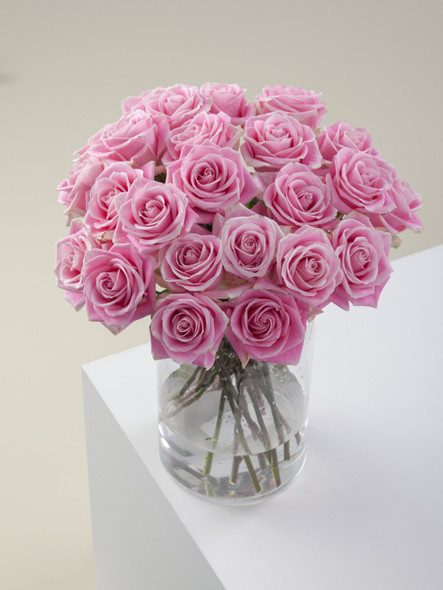 Rosita Vendela, 60cm, 25 Stems, ROSAPRIMA CIA. LTDA. Rosita Vendela, 60cm, 25 Stems, ROSAPRIMA CIA. LTDA.