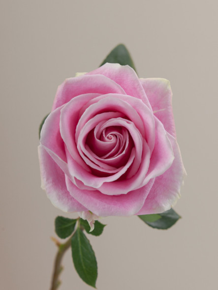 Rosita Vendela, 60cm, 25 Stems, ROSAPRIMA CIA. LTDA.