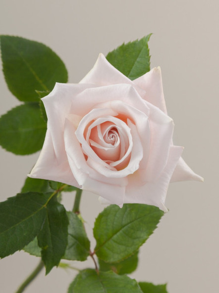 Sweet Escimo, 40cm, 25 Stems, ROSAPRIMA CIA. LTDA. Sweet Escimo, 40cm, 25 Stems, ROSAPRIMA CIA. LTDA.