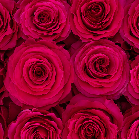 Hotspot, 60cm, 25 Stems, AZAYA GARDENS