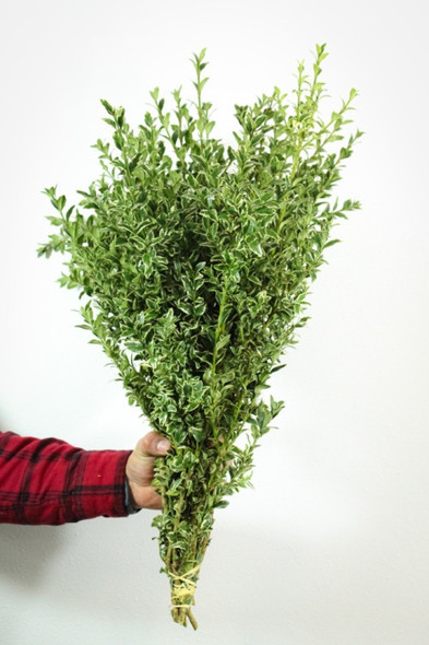 Silver Oregonia, 60cm, BU-UNK, FLORAL CONTINENTAL GREENS