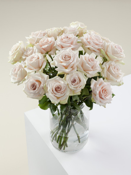 Quicksand, 50cm, 25 Stems, ROSAPRIMA CIA. LTDA.