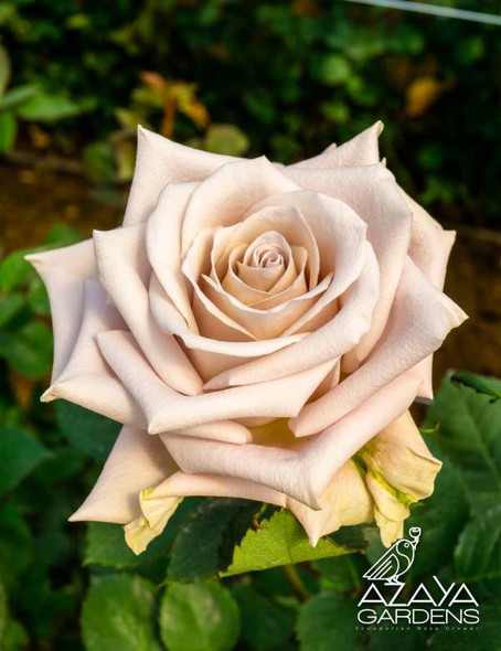 Menta, 50cm, 25 Stems, AZAYA GARDENS