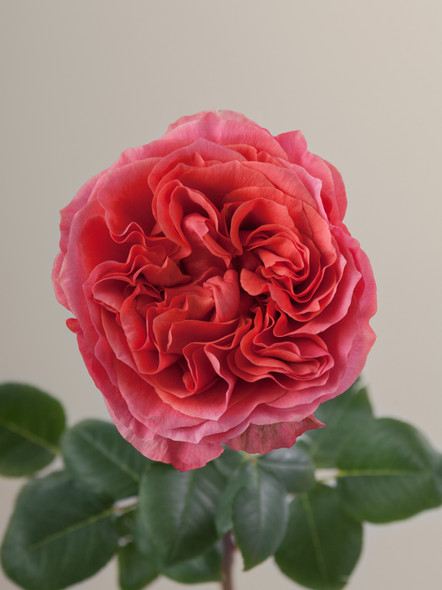 Dark Xpression, 40cm, 25 Stems, ROSAPRIMA CIA. LTDA. Dark Xpression, 40cm, 25 Stems, ROSAPRIMA CIA. LTDA.