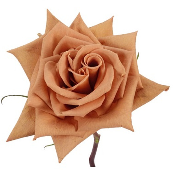 Toffee, 60cm, 25 Stems, HILAFLOR