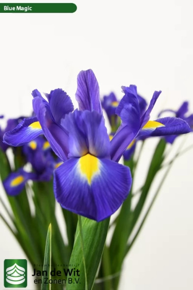 Blue Magic, 60cm, 10 Stems, ANNIE BOX