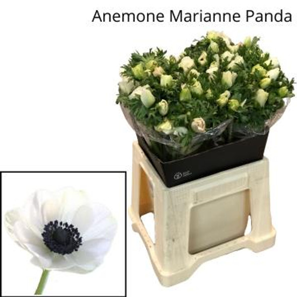 Marianne Panda -, 35cm, 10 Stems, ANNIE BOX