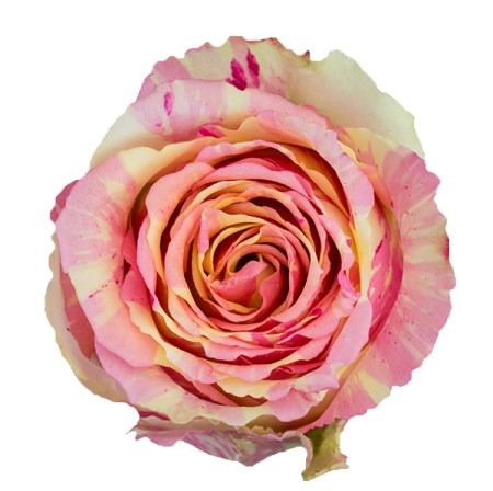 Fiesta, 50cm, 25 Stems, ANNIROSES S.A./NATBEAUTY