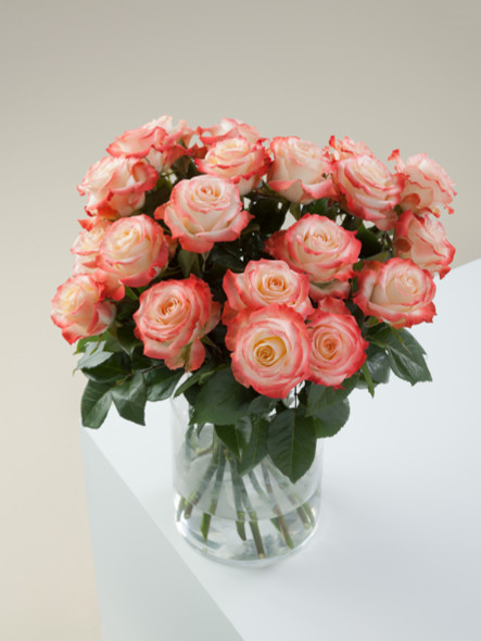 Cabaret, 50cm, 25 Stems, ROSAPRIMA CIA. LTDA.