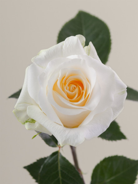 Creme de la Creme, 60cm, 25 Stems, ROSAPRIMA CIA. LTDA.