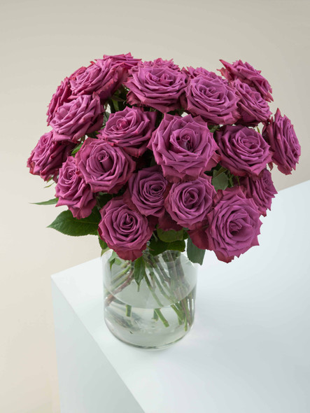 Blueberry, 50cm, 25 Stems, ROSAPRIMA CIA. LTDA.