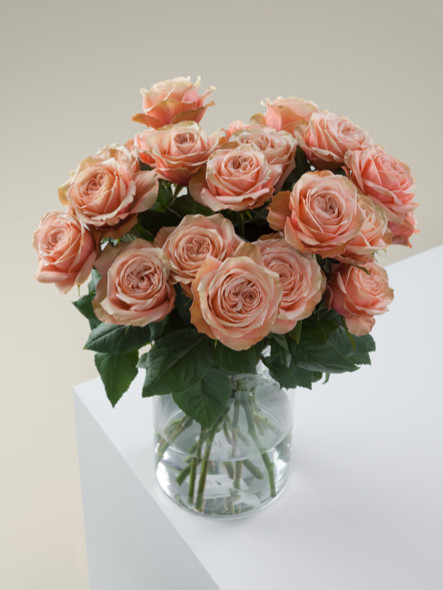 Kahala, 50cm, 25 Stems, ROSAPRIMA CIA. LTDA.