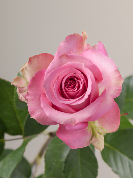 Sweet Memory, 60cm, 25 Stems, ROSAPRIMA CIA. LTDA.