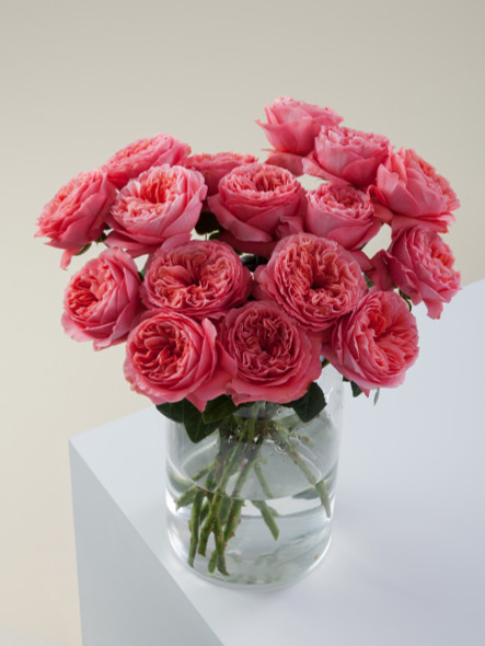 Candy Xpression, 50cm, 25 Stems, ROSAPRIMA CIA. LTDA.