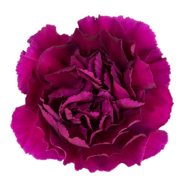 Zafiro, 70cm, 25 Stems, Fancy, THE FARM DIRECT COMPANY