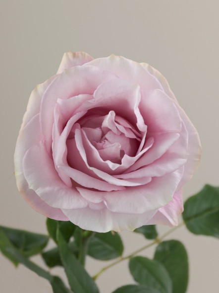 Secret Garden, 60cm, 25 Stems, ROSAPRIMA CIA. LTDA. (SKU: 72717-50-217)