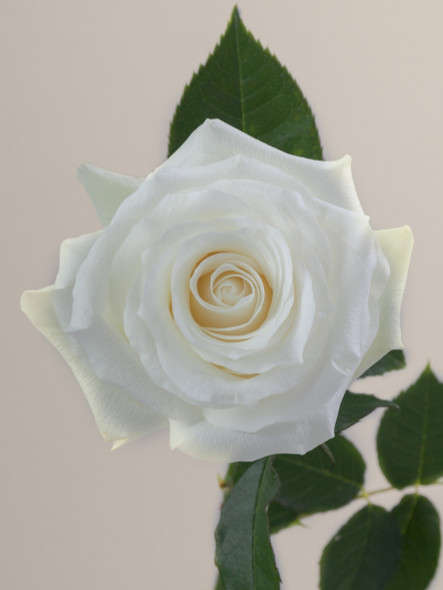 Proud, 50cm, 25 Stems, ROSAPRIMA CIA. LTDA. Proud, 50cm, 25 Stems, ROSAPRIMA CIA. LTDA.