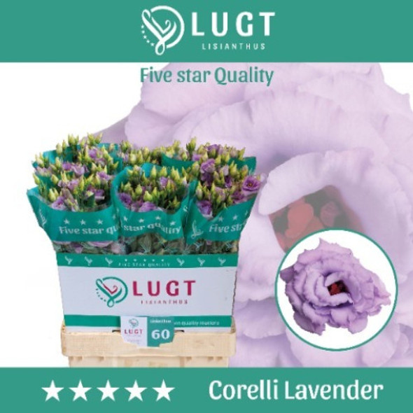 Double Corelli Lavender, 70cm, 10 Stems, ANNIE BOX