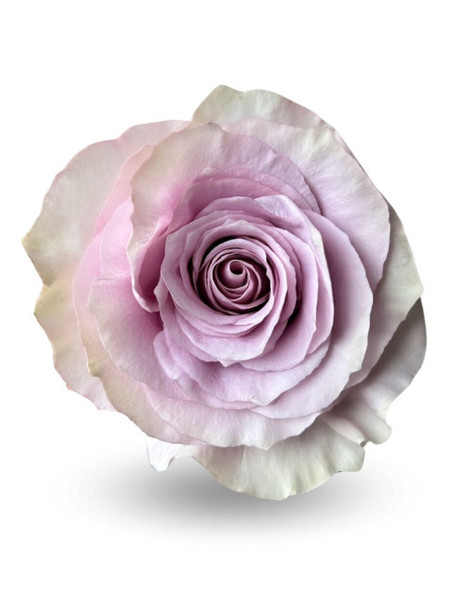 Alora, 50cm, 25 Stems, ROSAS DEL CORAZON  ROSASLESANDI CIA LTDA Alora, 50cm, 25 Stems, ROSAS DEL CORAZON  ROSASLESANDI CIA LTDA