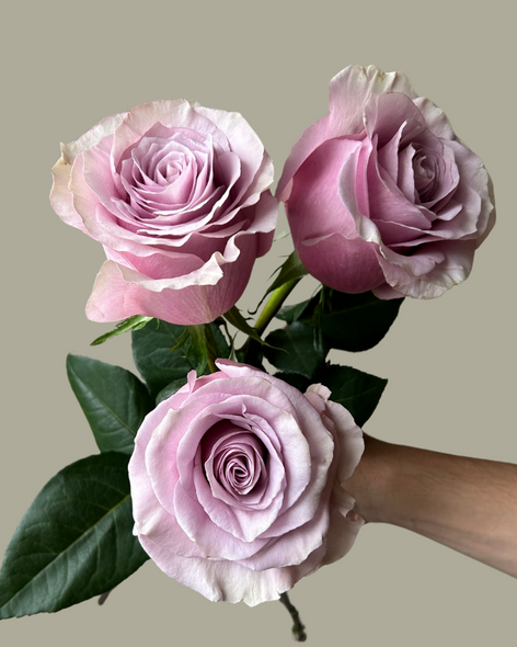 Alora, 50cm, 25 Stems, ROSAS DEL CORAZON  ROSASLESANDI CIA LTDA Alora, 50cm, 25 Stems, ROSAS DEL CORAZON  ROSASLESANDI CIA LTDA