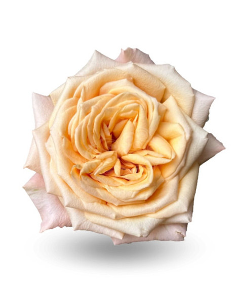 Sweet City, 50cm, 25 Stems, ROSAS DEL CORAZON