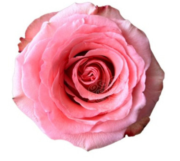 Superstition, 50cm, 25 Stems, ROSAS DEL CORAZON  ROSASLESANDI CIA LTDA Superstition, 50cm, 25 Stems, ROSAS DEL CORAZON  ROSASLESANDI CIA LTDA