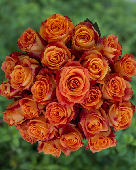 Silantoi, 50cm, 25 Stems, ROSAS DEL CORAZON  ROSASLESANDI CIA LTDA