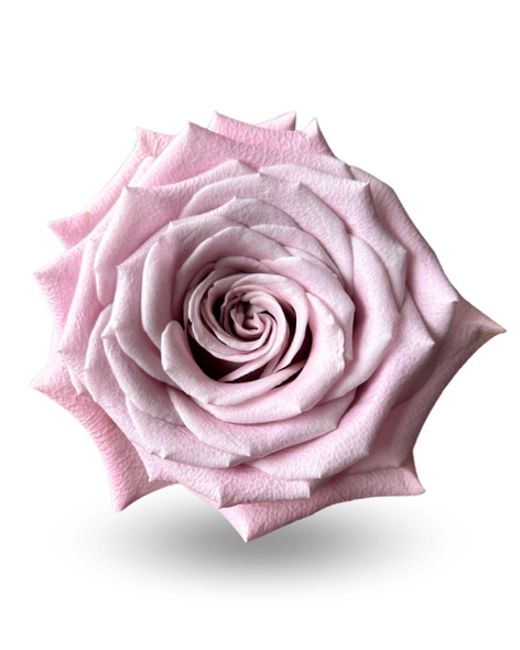 Sweet  Menta, 50cm, 25 Stems, ROSAS DEL CORAZON  ROSASLESANDI CIA LTDA