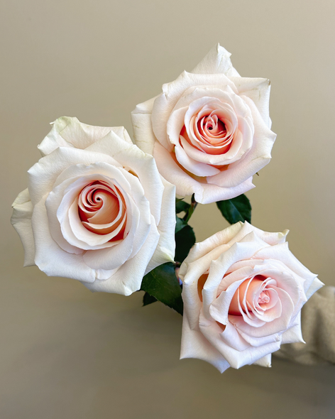Cleo, 50cm, 25 Stems, ROSAS DEL CORAZON  ROSASLESANDI CIA LTDA