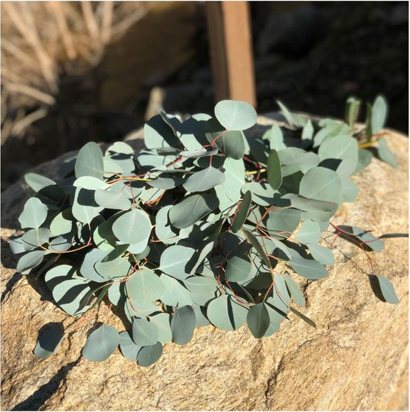 Silver Dollar, 60cm, Grower Bunch, TUTULI FLOWER FARMS