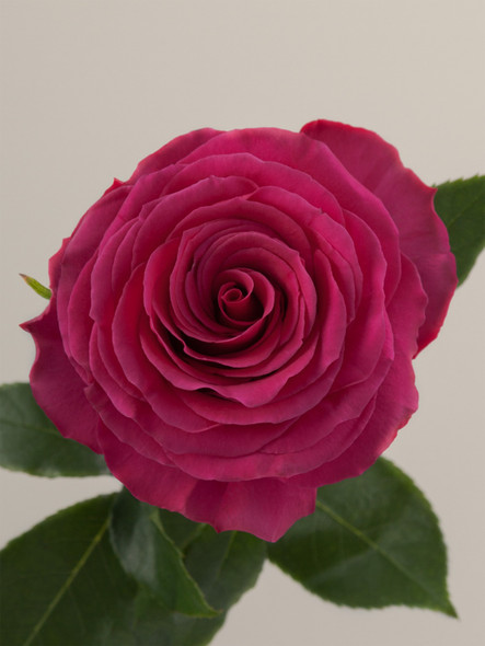 Hotspot, 50cm, 25 Stems, ROSAPRIMA CIA. LTDA.