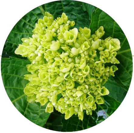 Mini Green Light, 60cm, 1 Stem, Premium, FLORAL WONDER SAS