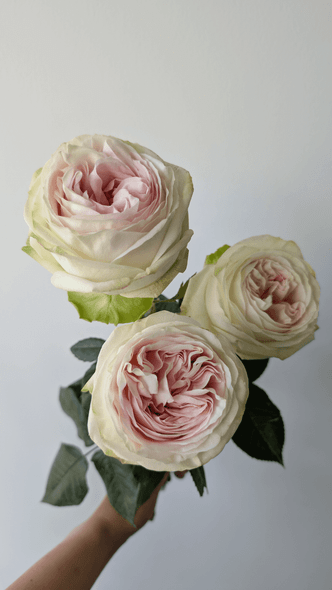 Ballerina, 50cm, 25 Stems, ROSAS DEL CORAZON